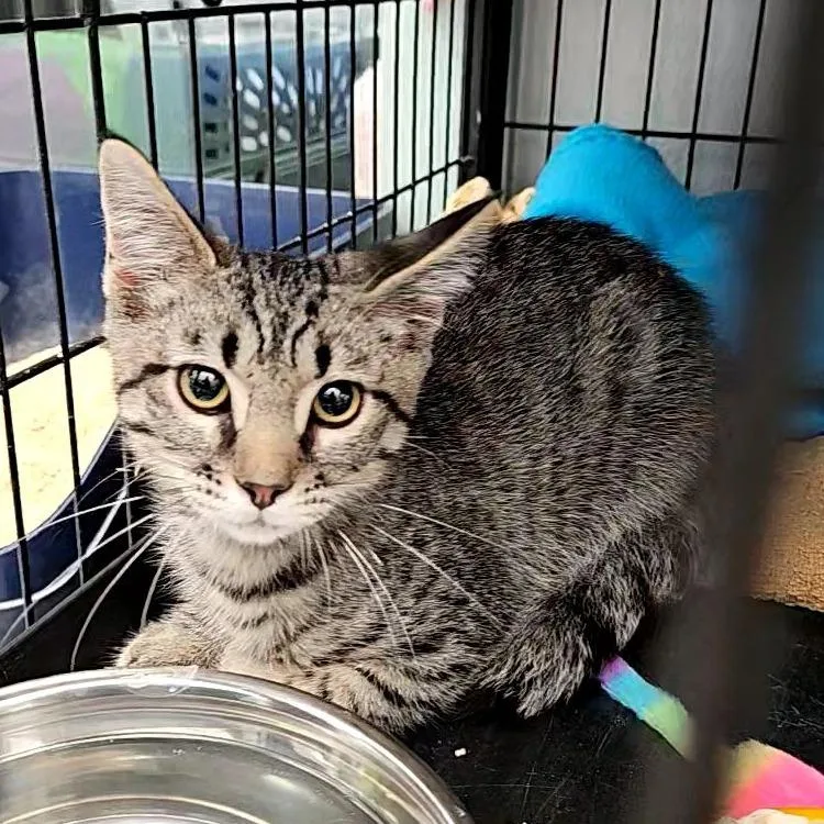A baby small-sized male Brown / Chocolate Domestic Short Hair cat named Pugsley for adoption in Lakewood, CO