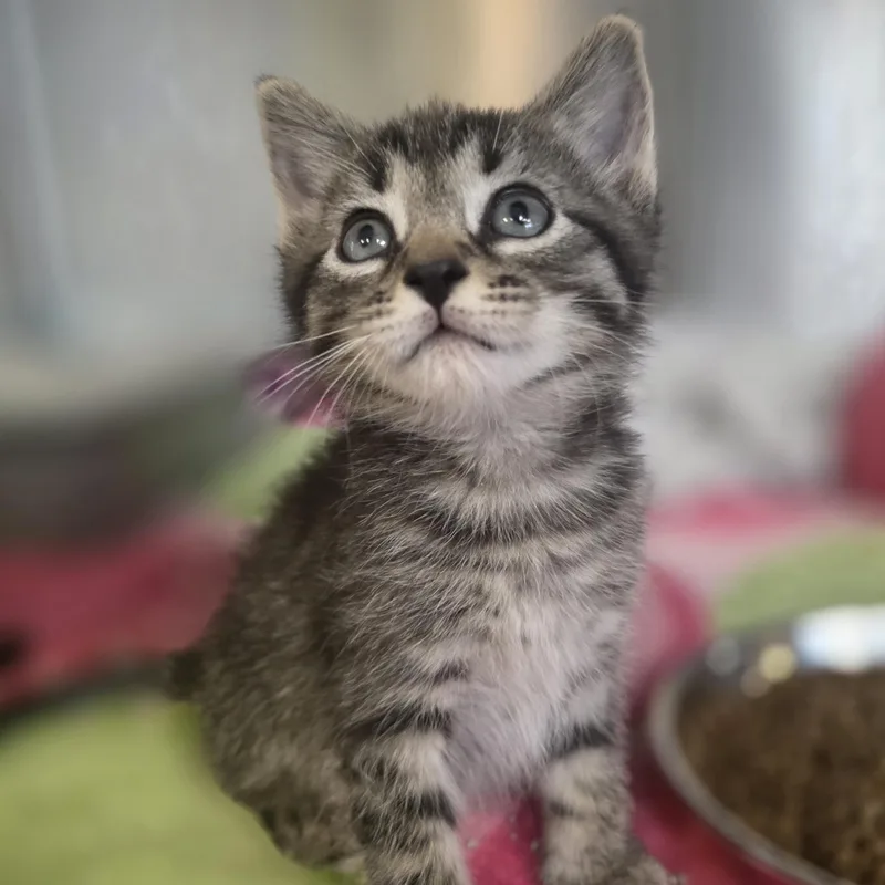 A baby small-sized male Tabby (Brown / Chocolate) Domestic Short Hair cat named Superman for adoption in Macomb Twp, MI