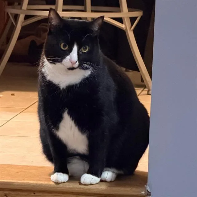 An adult small-sized female Domestic Short Hair cat named Bootsie for adoption in Centerville, MA