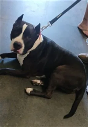 An adult large-sized male Pit Bull Terrier dog named Tank for adoption in Los Angeles, CA