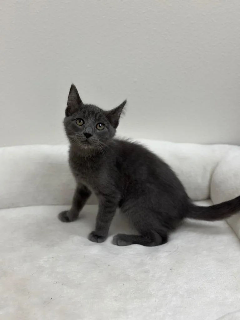 Berlioz