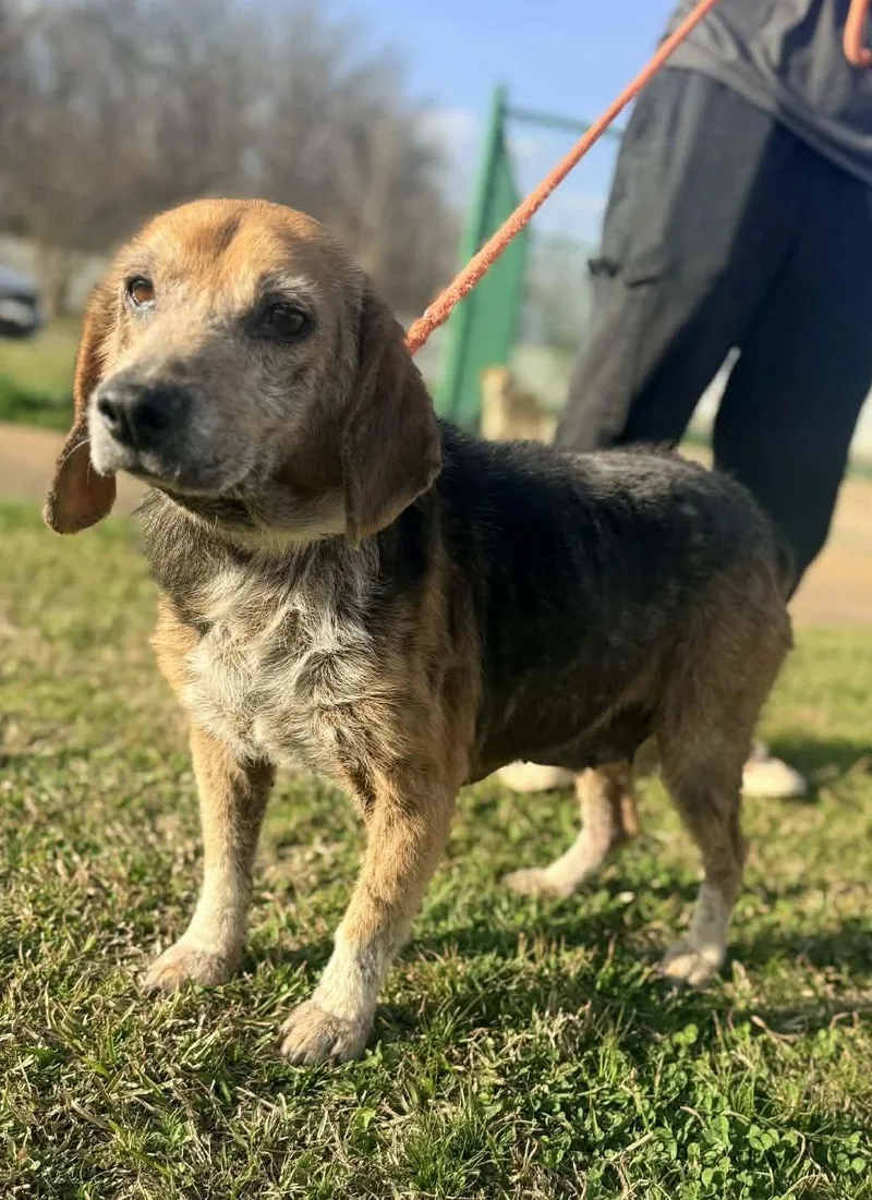 Pappy Seago thumbnail 3