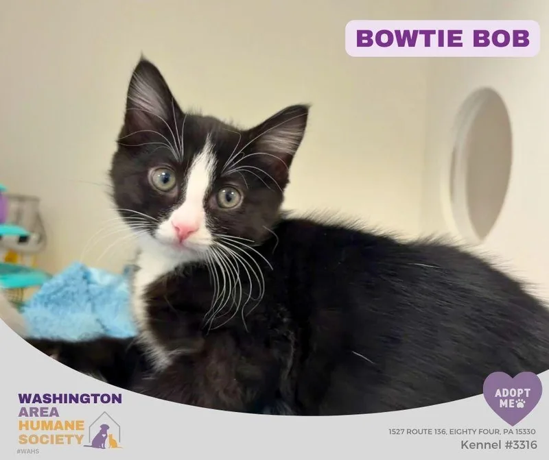 A baby small-sized male Black & White / Tuxedo Domestic Short Hair cat named Bowtie Bob for adoption in Eighty Four, PA