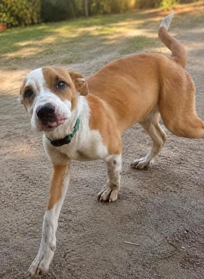A baby medium-sized male Pit Bull Terrier dog named Reynolds for adoption in West Memphis, AR