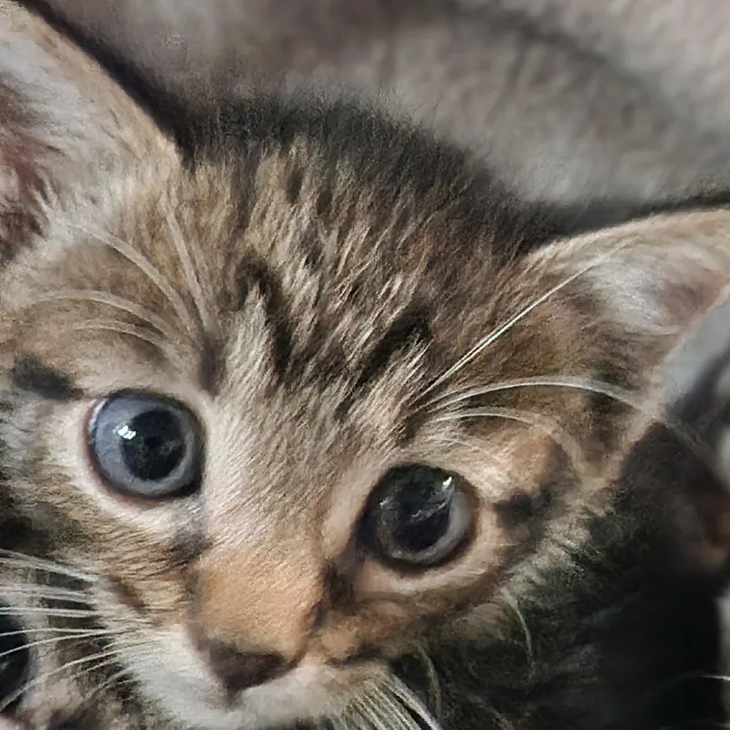 A baby small-sized male Brown / Chocolate Domestic Short Hair cat named Zach K for adoption in Corsicana, TX