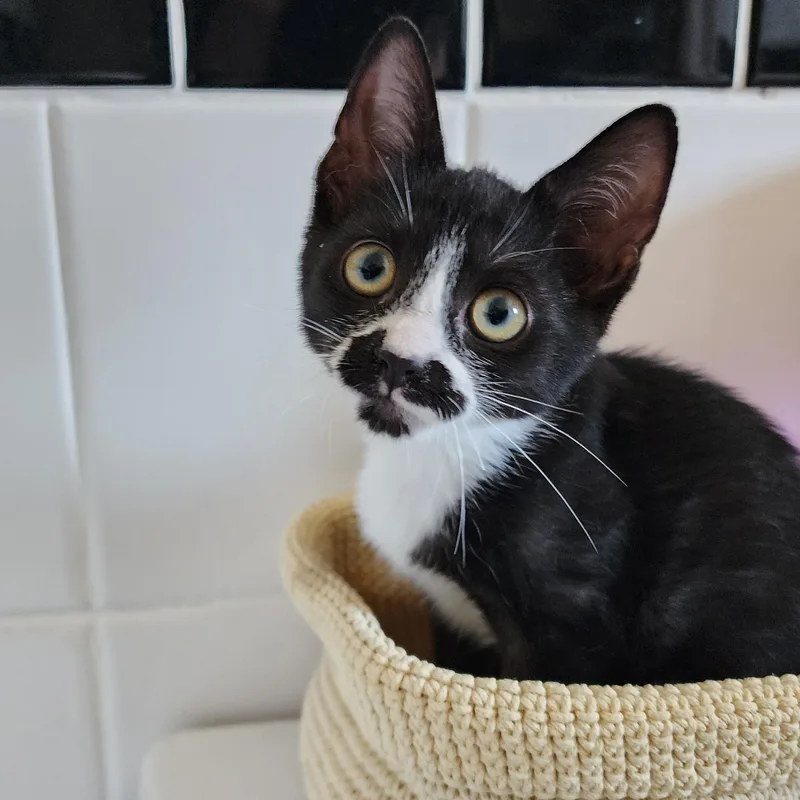 A baby medium-sized female Black & White / Tuxedo Domestic Short Hair cat named Oreo for adoption in Chicago, IL