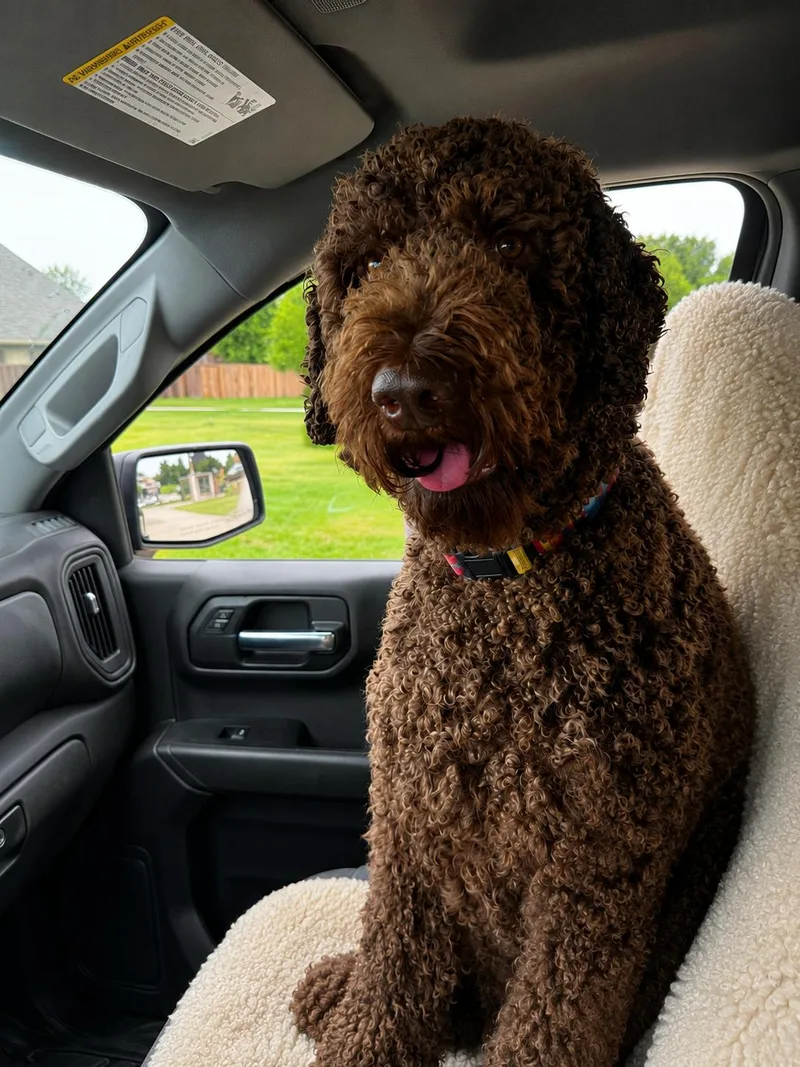 An adult large-sized male Standard Poodle dog named Ace for adoption in Euless, TX