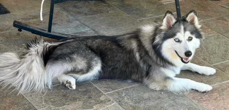 An adult small-sized female Pomeranian dog named Pixie for adoption in Pleasant Hill, CA