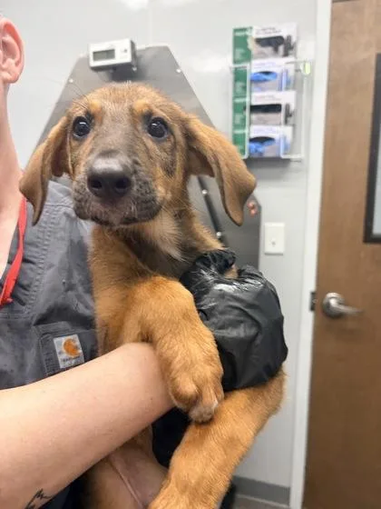 A young medium-sized male Shepherd dog named B Walkie Talkie for adoption in North Charleston, SC