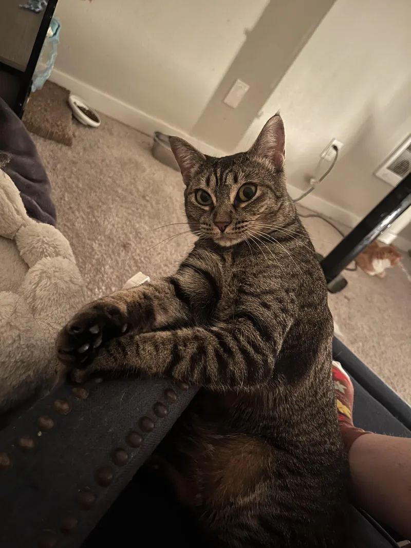 A young medium-sized female Tabby (Brown / Chocolate) Domestic Short Hair cat named Maxine for adoption in Gladstone, OR