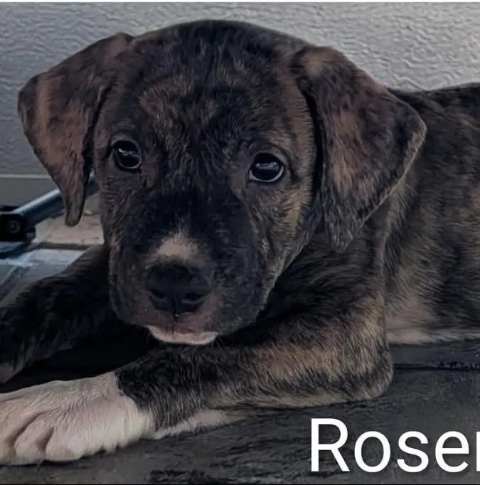 Rosemary