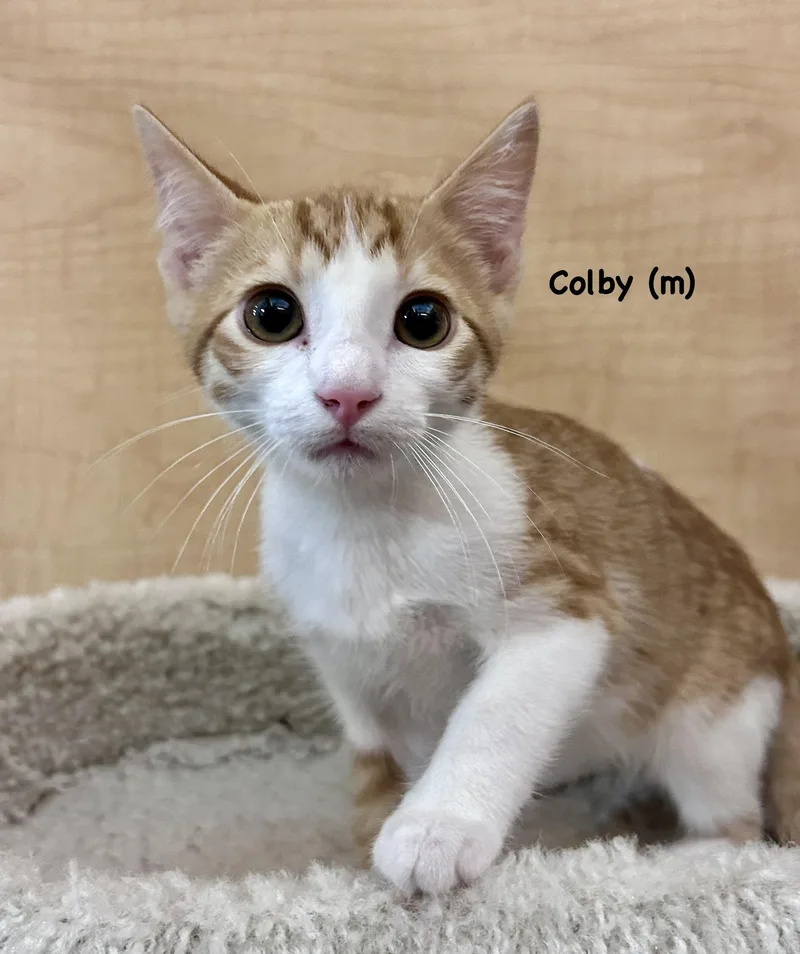 Colby