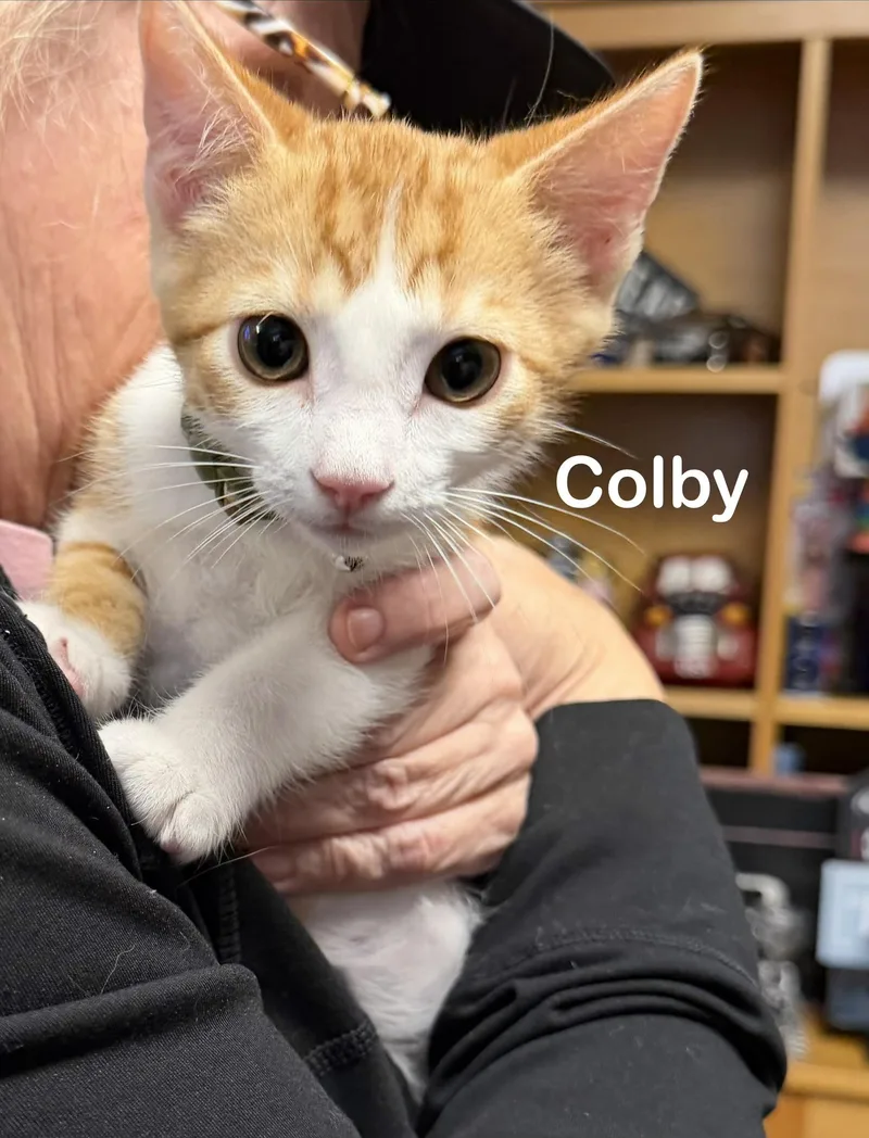 Colby thumbnail 4