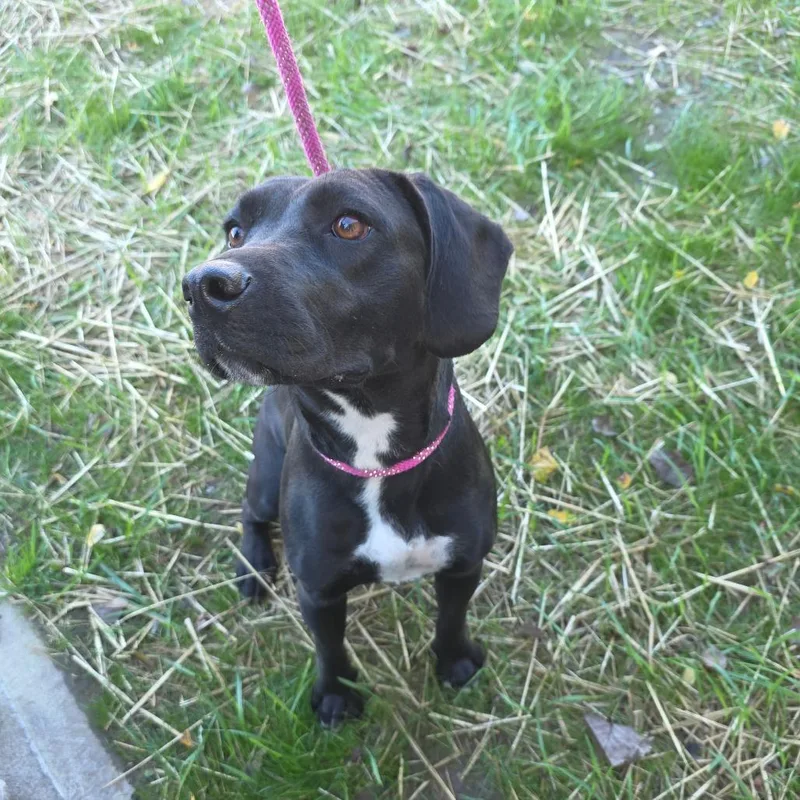 A young medium-sized female Black Labrador Retriever dog named Rhaenyra L for adoption in Watertown, NY