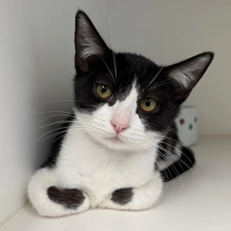 A baby small-sized female Black Domestic Short Hair cat named True for adoption in Hawthorne, CA
