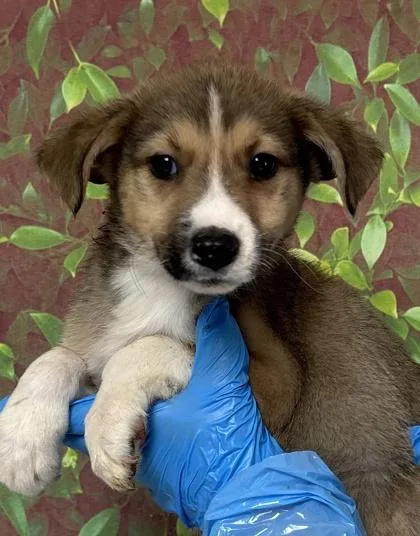 A young small-sized male Terrier dog named Potter for adoption in San Antonio, TX