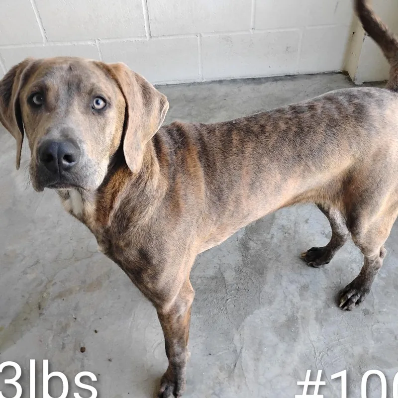 An adult medium-sized female Brindle Plott Hound dog named Dan for adoption in LOXAHATCHEE, FL