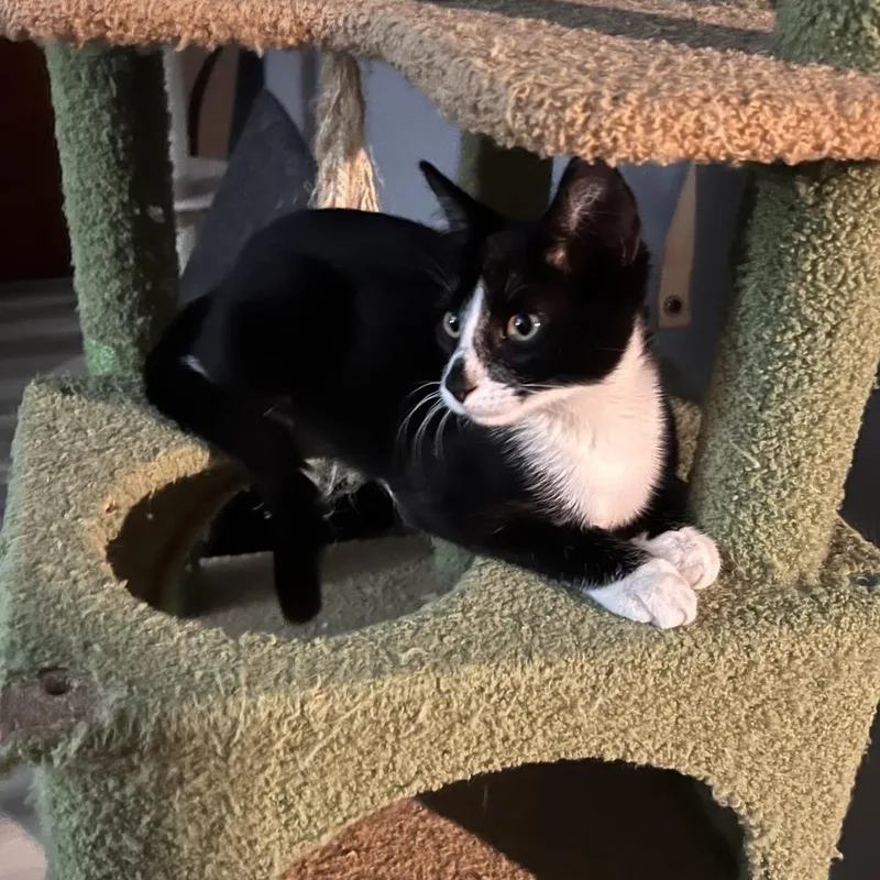 A baby small-sized male Black & White / Tuxedo Domestic Short Hair cat named Milo for adoption in Randolph, MA