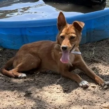 A young small-sized female White / Cream Miniature Pinscher dog named Veronica for adoption in Houston, TX
