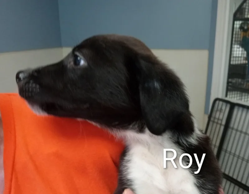 Roy