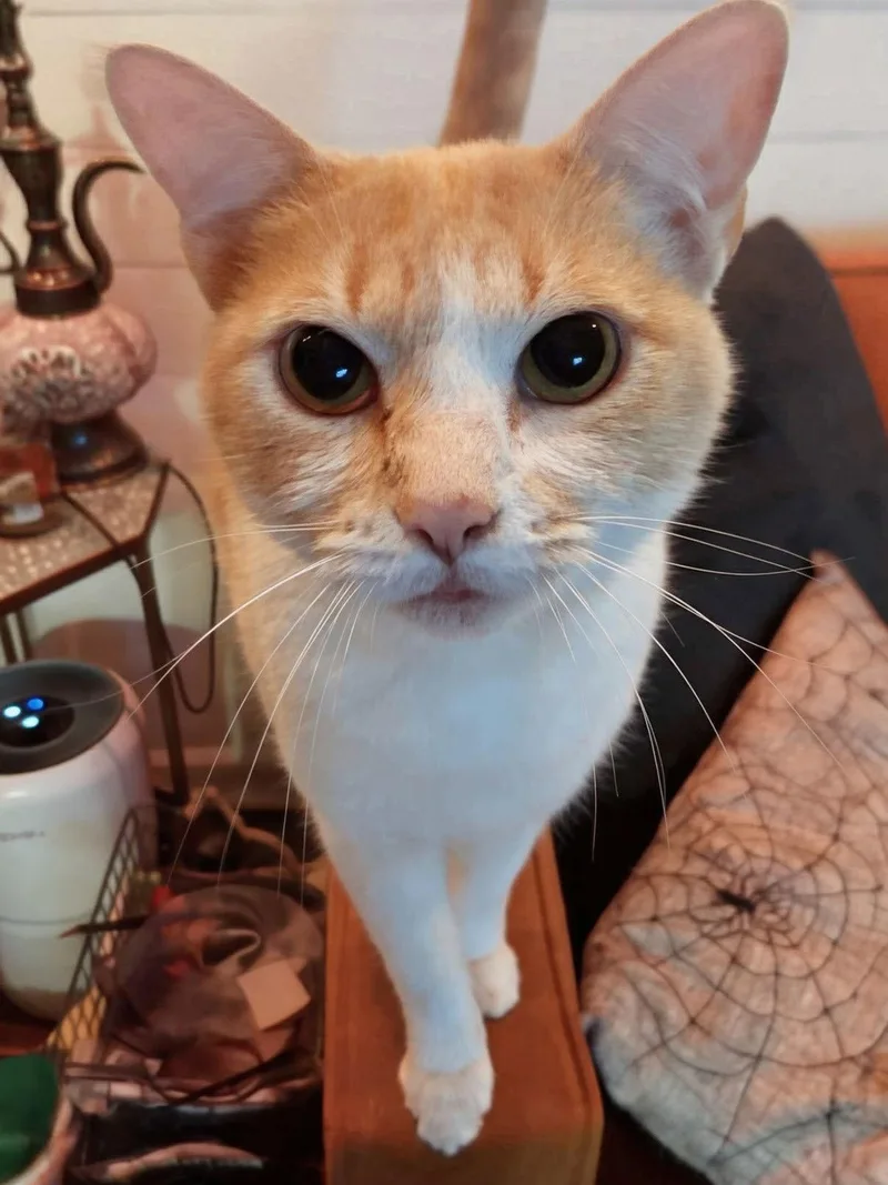 A baby medium-sized male White Domestic Short Hair cat named Barton for adoption in Newport, KY