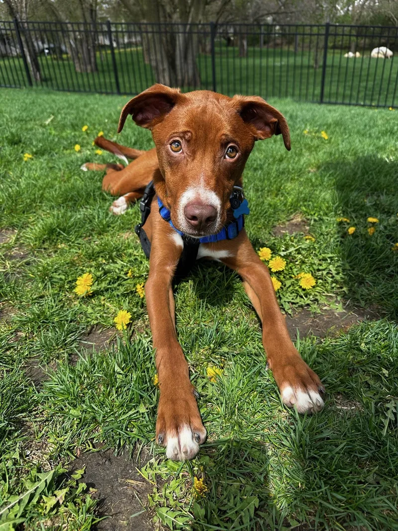 A young medium-sized male Red / Chestnut / Orange Vizsla dog named Mauney for adoption in Plainfield, IL