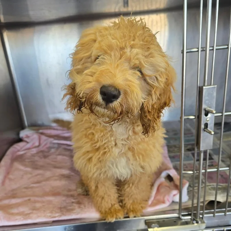 A baby small-sized male Yellow / Tan / Blond / Fawn Cockapoo dog named Dilly Bar for adoption in Matteson, IL