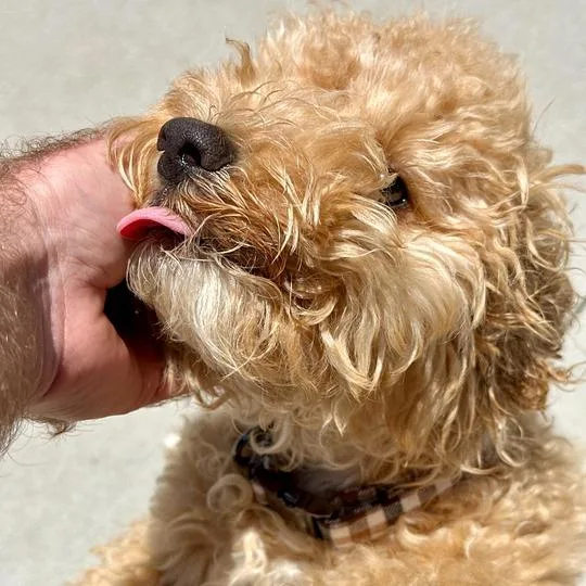 Dilly Bar thumbnail 3