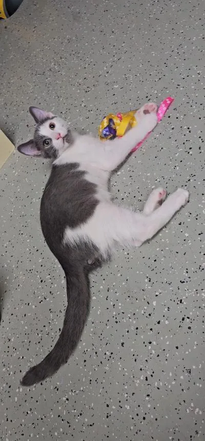 A baby medium-sized male Gray & White Domestic Short Hair cat named Stitch for adoption in Mokena, IL