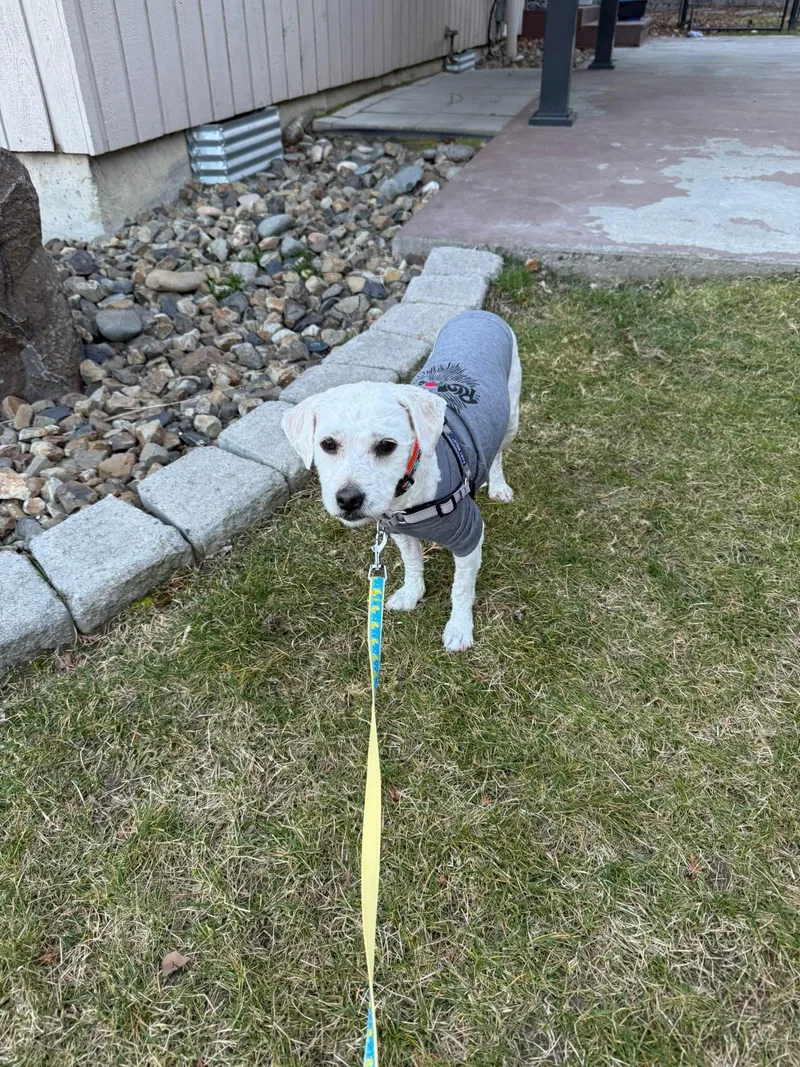 Woodstock “woody” thumbnail 2