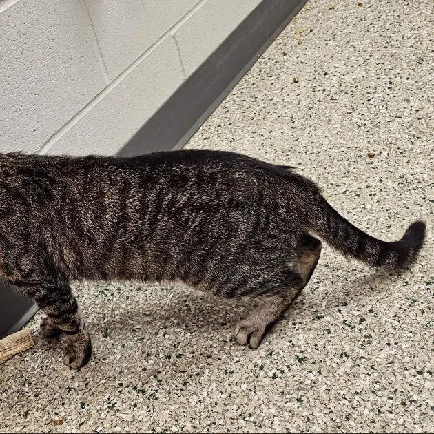 An adult medium-sized male Brown / Chocolate Domestic Short Hair cat named Pluto for adoption in Cedar Rapids, IA