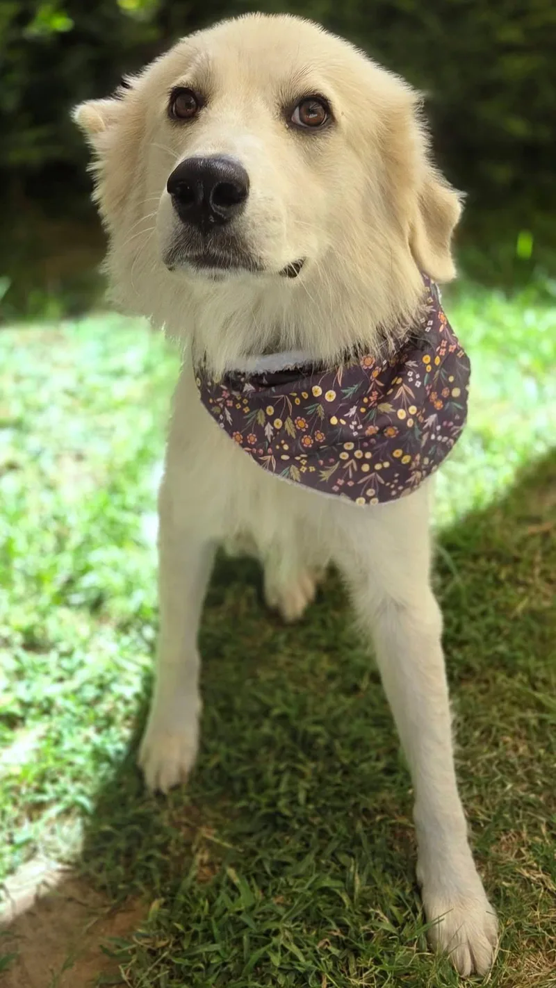 An adult medium-sized female Great Pyrenees dog named Angel for adoption in University Place, WA