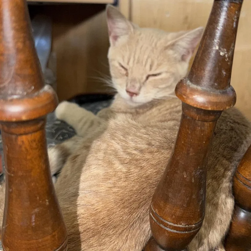 A young medium-sized male Domestic Short Hair cat named Captain for adoption in Toms Brook, VA