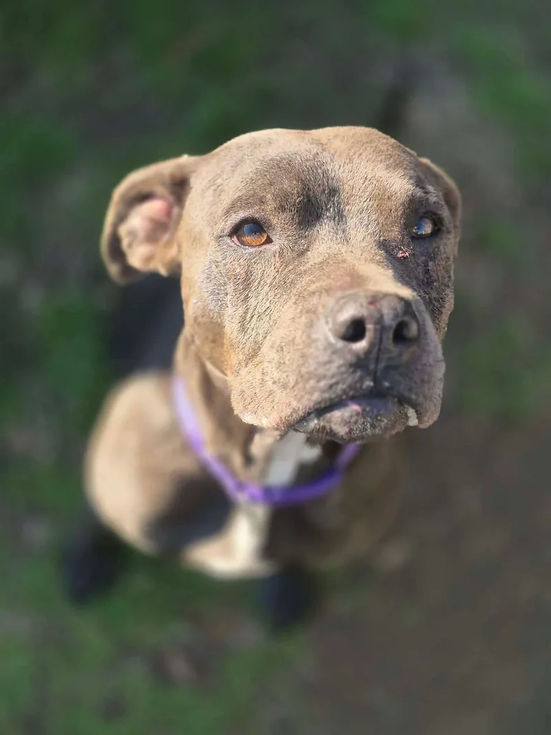 An adult medium-sized female Gray / Blue / Silver Pit Bull Terrier dog named Americus for adoption in Dover, AR