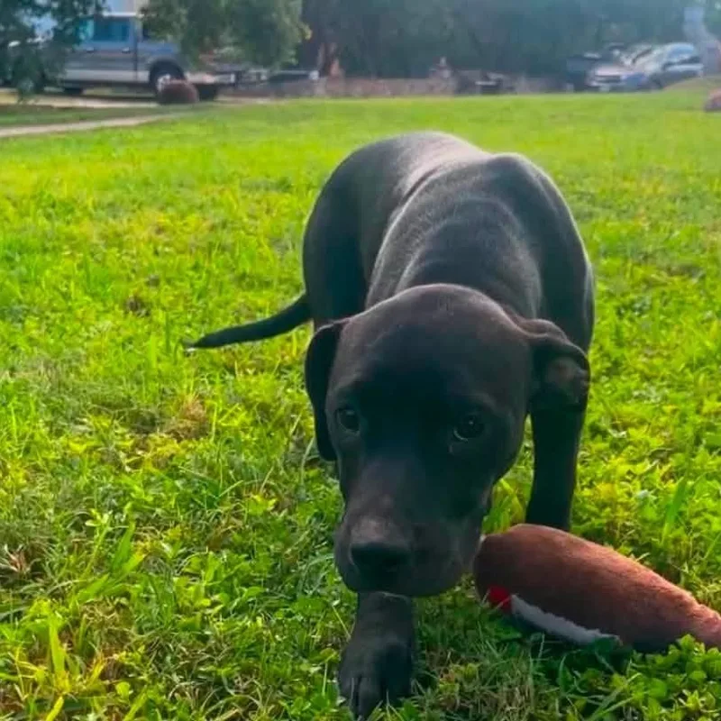 A baby medium-sized female Black Labrador Retriever dog named Sunny for adoption in Williston, VT