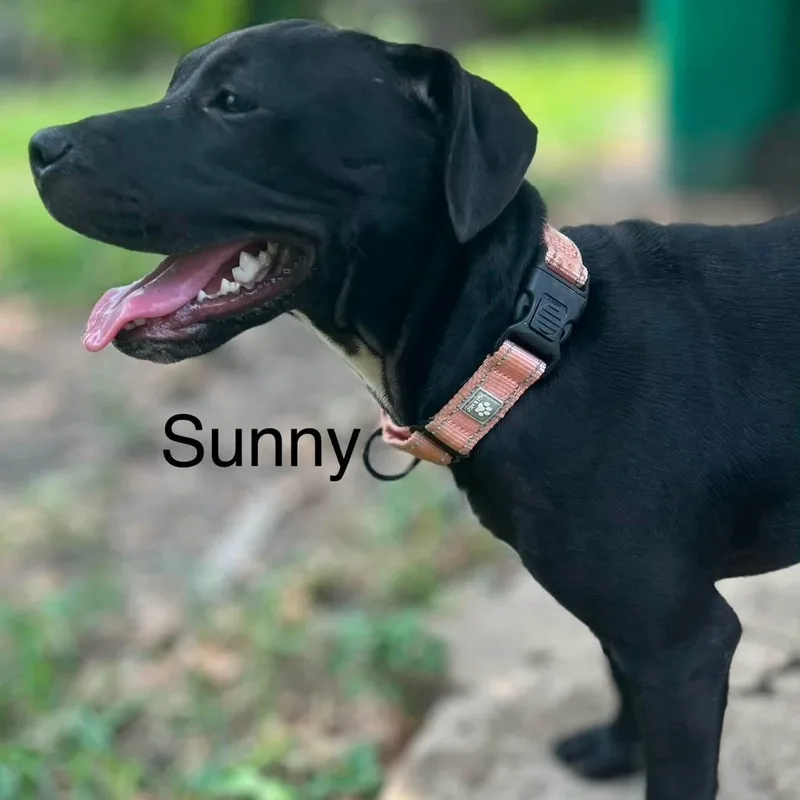 Sunny thumbnail 2