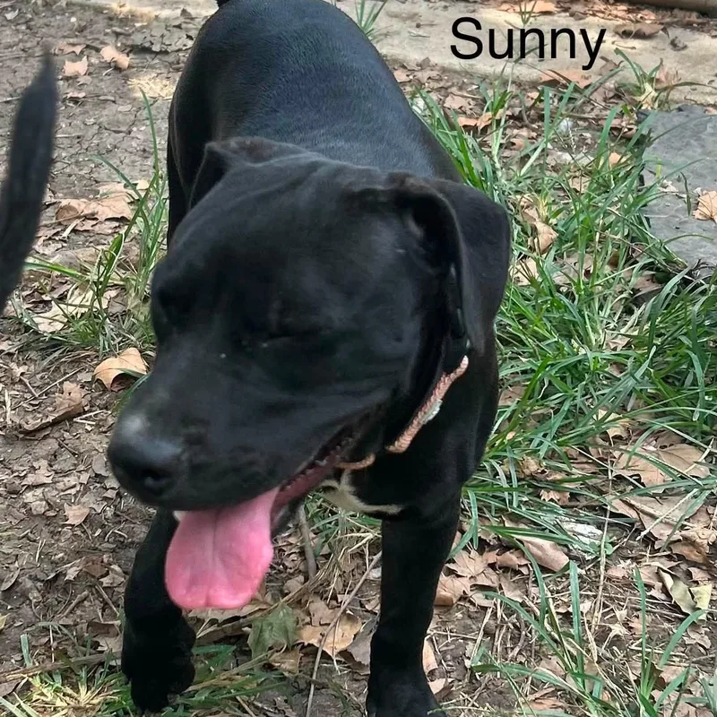 Sunny thumbnail 3