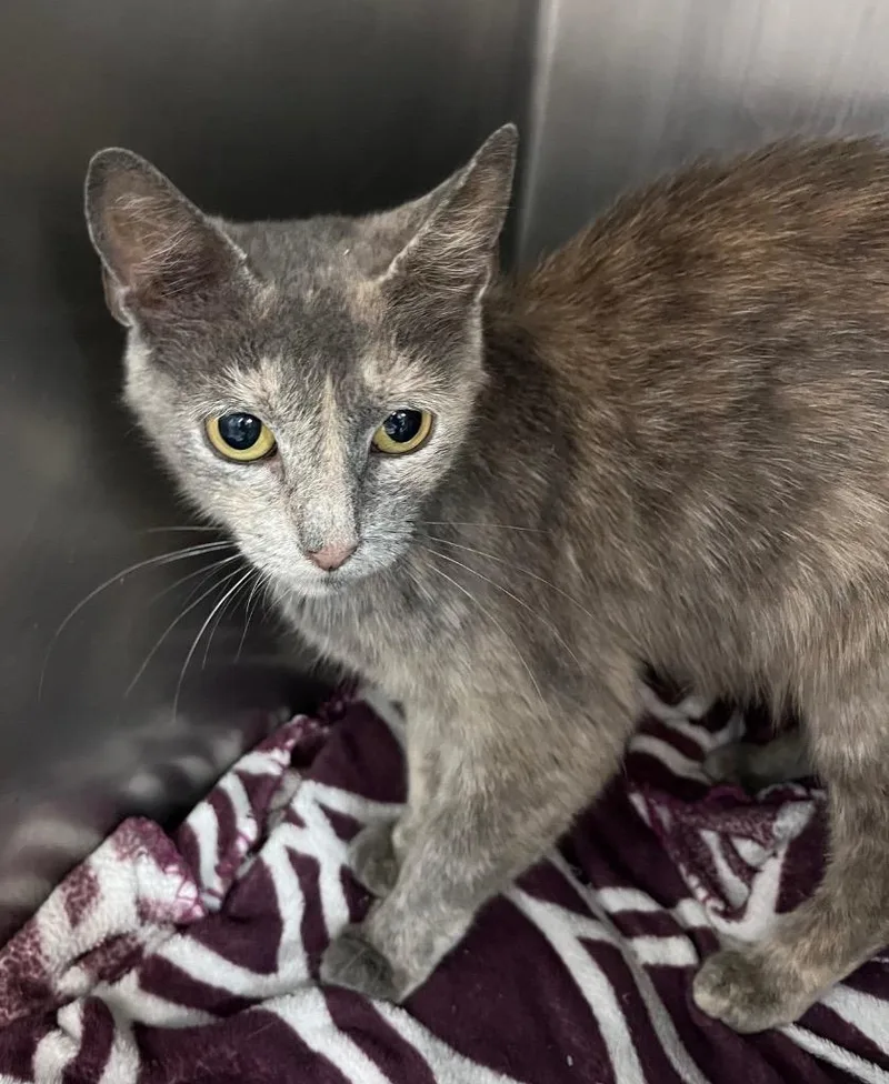 An adult medium-sized female Domestic Short Hair cat named Chili Mac for adoption in Cincinnati, OH