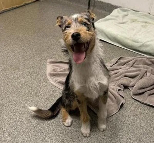 A young medium-sized female Terrier dog named Nina for adoption in Escondido, CA