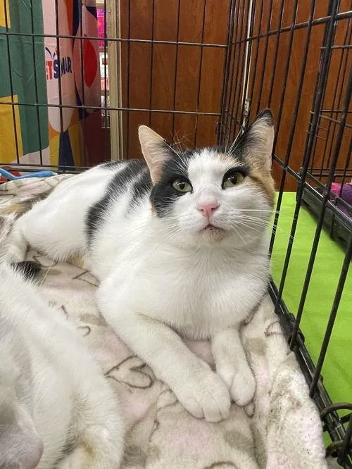 An adult medium-sized female Calico Domestic Short Hair cat named Minky ORT for adoption in Missouri City, TX