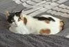 Minky ORT thumbnail 3