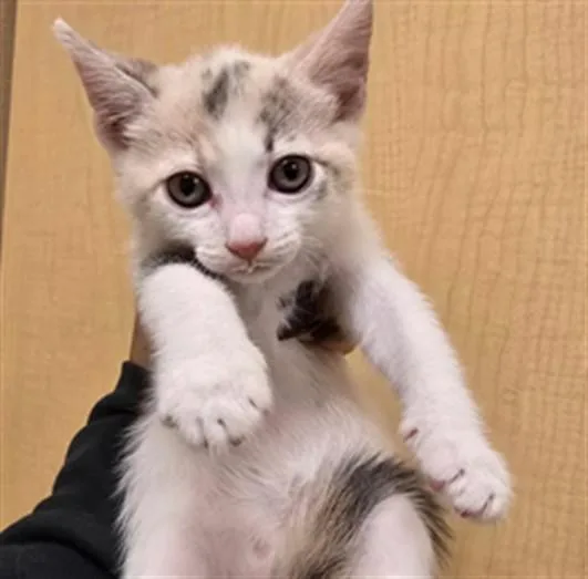 A baby small-sized female Domestic Short Hair cat named Garbanzo for adoption in Riverside, CA