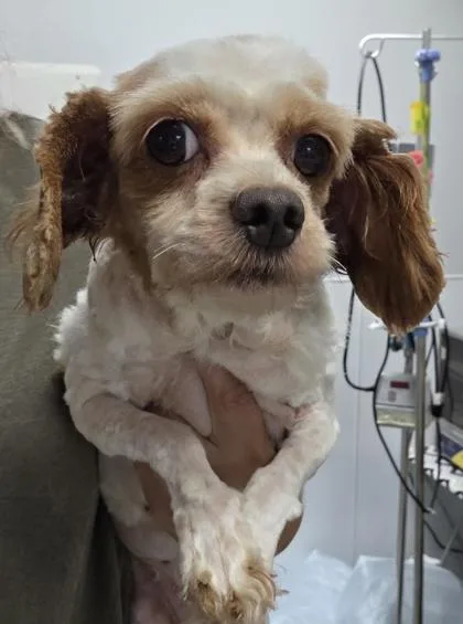An adult small-sized female Cavalier King Charles Spaniel dog named Eden for adoption in Kinzers , PA