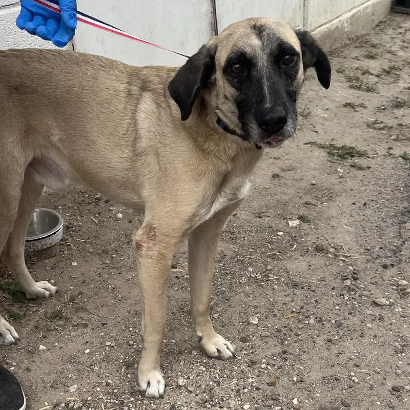 An adult medium-sized male Apricot / Beige Anatolian Shepherd dog named Golden Oreo for adoption in Edinburg, TX