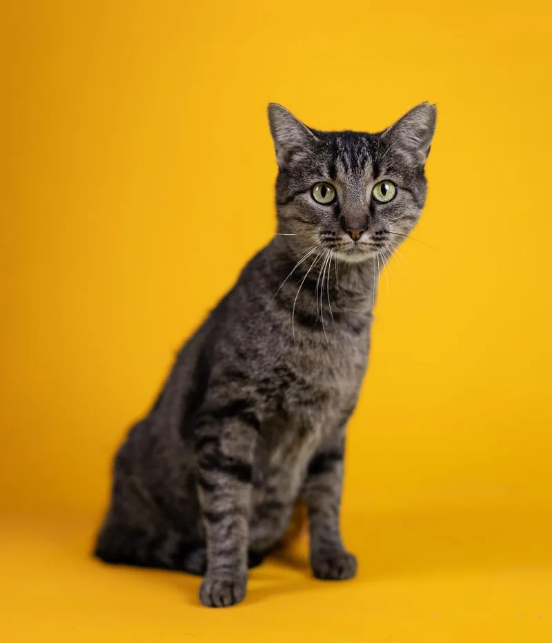 An adult medium-sized female Domestic Short Hair cat named Lottie for adoption in Huntington, IN