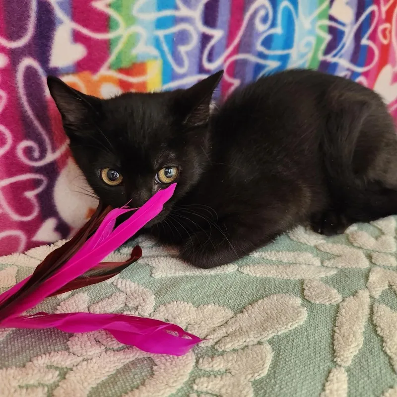 A baby small-sized male Black Domestic Short Hair cat named Freedom for adoption in Naples, FL
