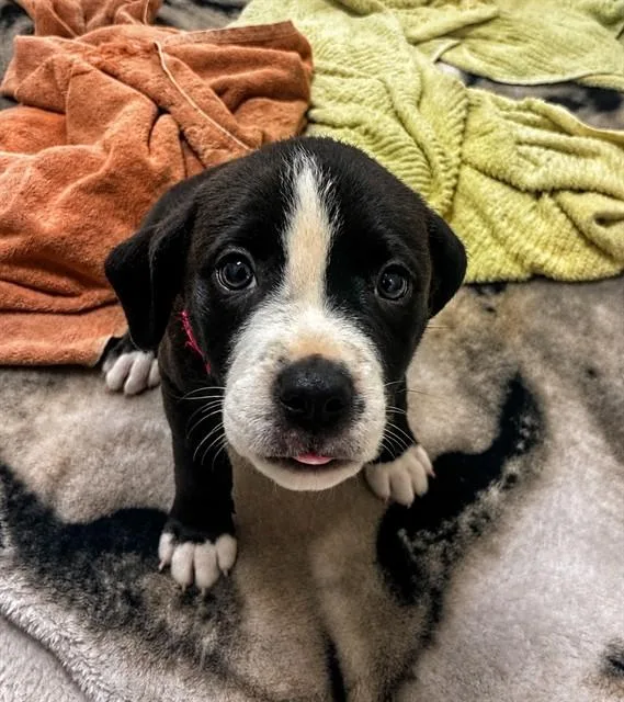 A baby small-sized male Pit Bull Terrier dog named George for adoption in Statesville, NC