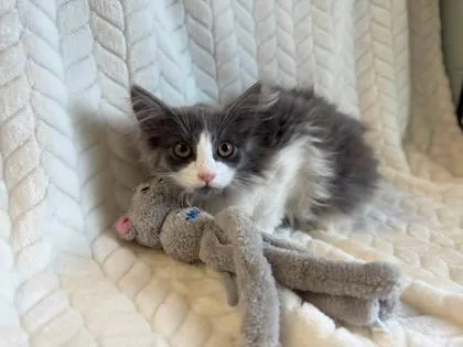 A young small-sized female Gray & White Domestic Short Hair cat named Chicken for adoption in Lansing, MI