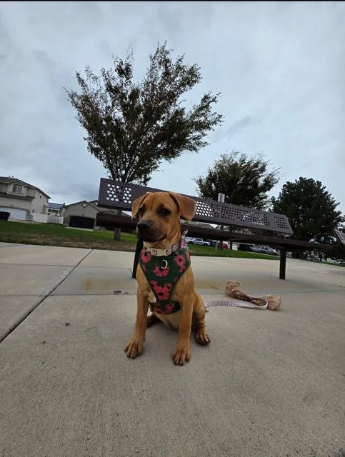 A young medium-sized male Black Mouth Cur dog named Bee BAYBEE for adoption in Midway, UT