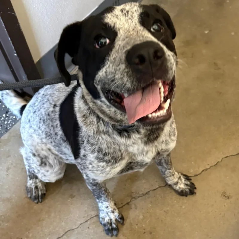 A young large-sized male Black Mixed Breed dog named Mr. Boris for adoption in Columbiana, AL